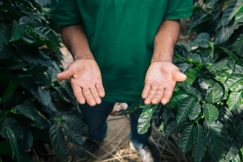 In their hands: A story of coffee farming in Peru